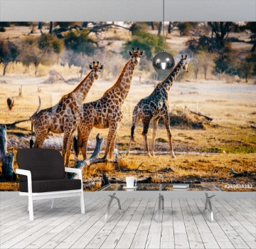 Picture of Drei Giraffen in der Abendsonne Makgadikgadi Pans Nationalpark Botswana